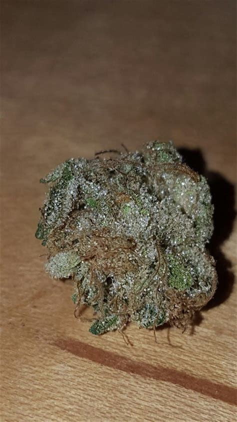 humboldt strain